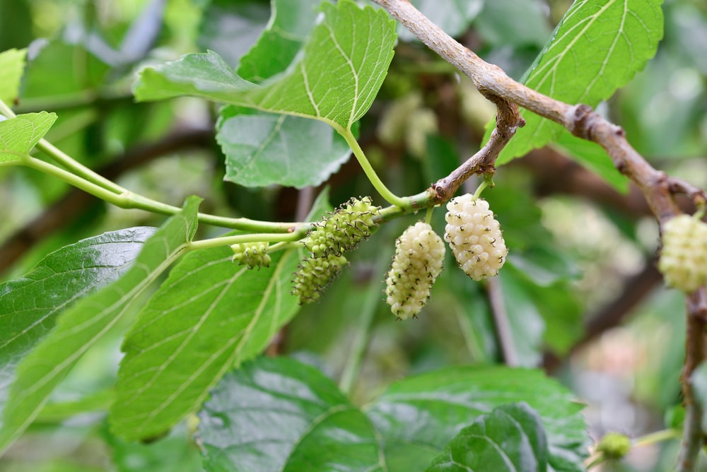 white mulberry