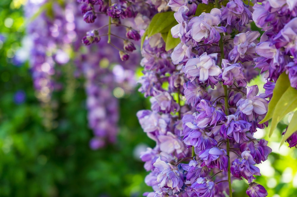 wisteria
