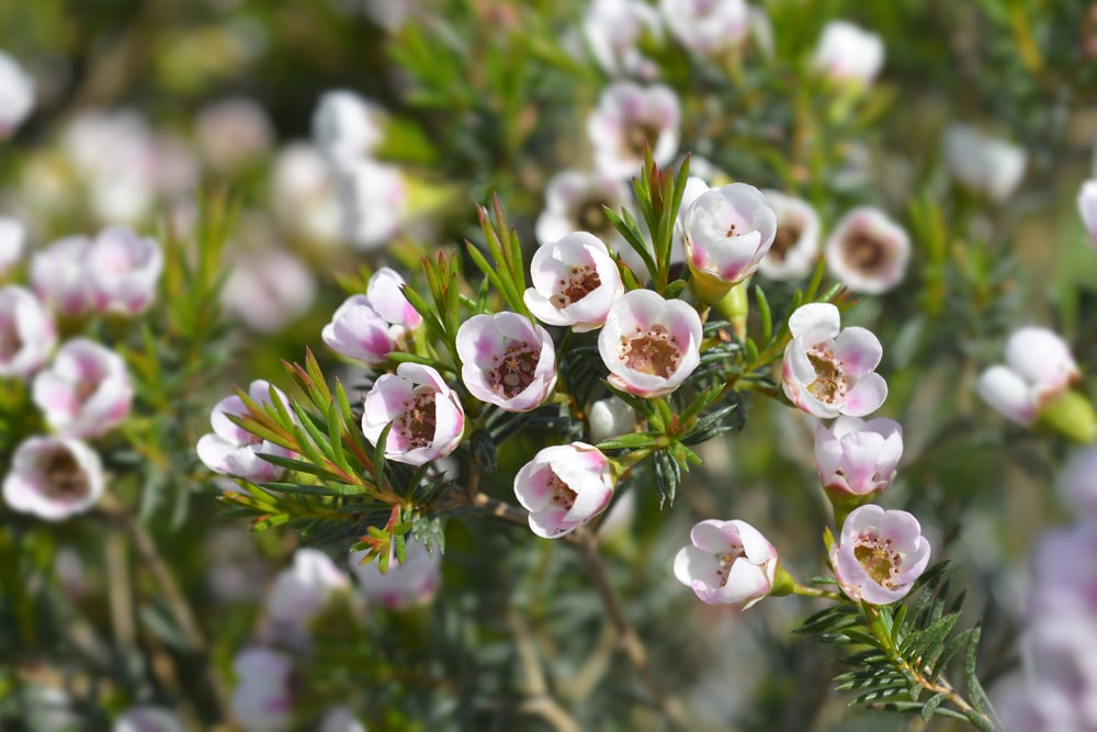 wax flower
