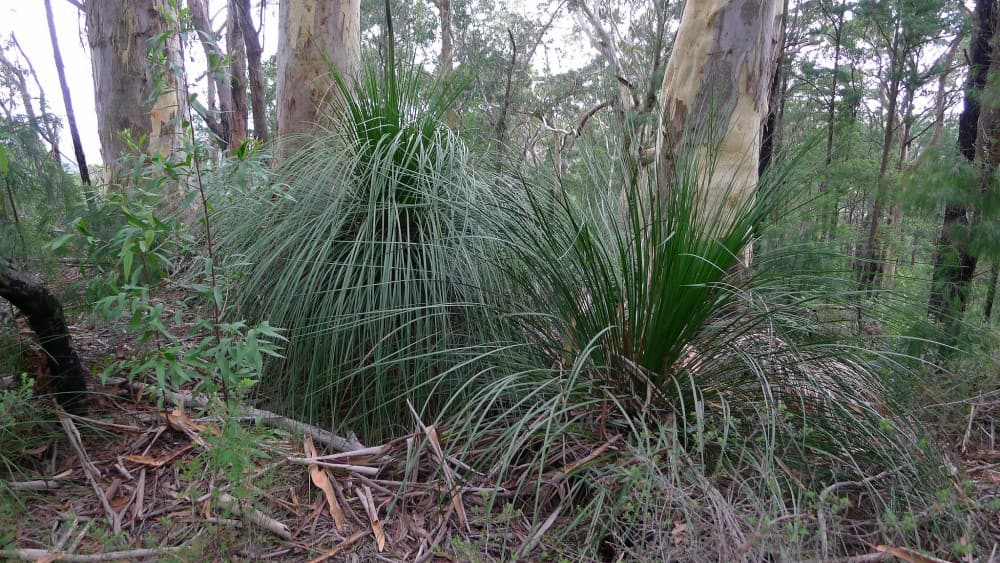 xanthorrhoea-latifolia