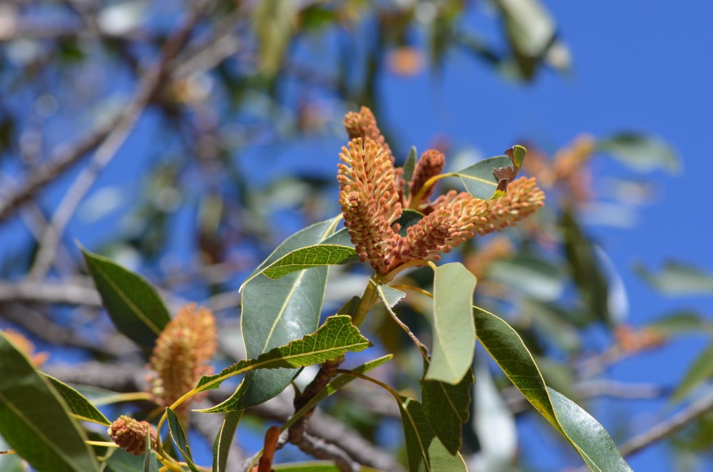 xylomelum pyriforme