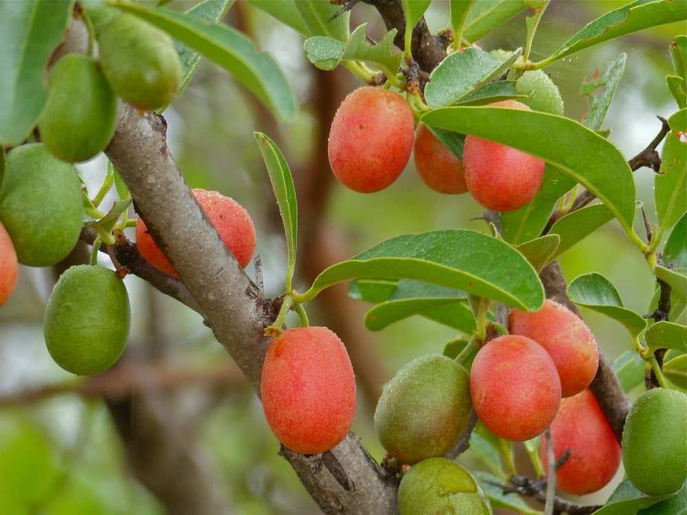 ximenia