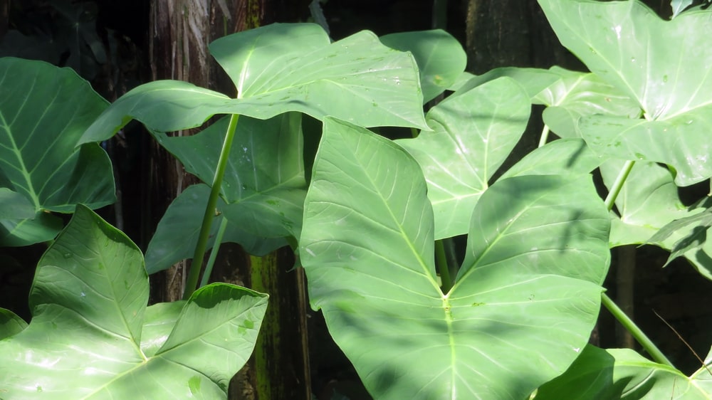 xanthosoma sagittifolium