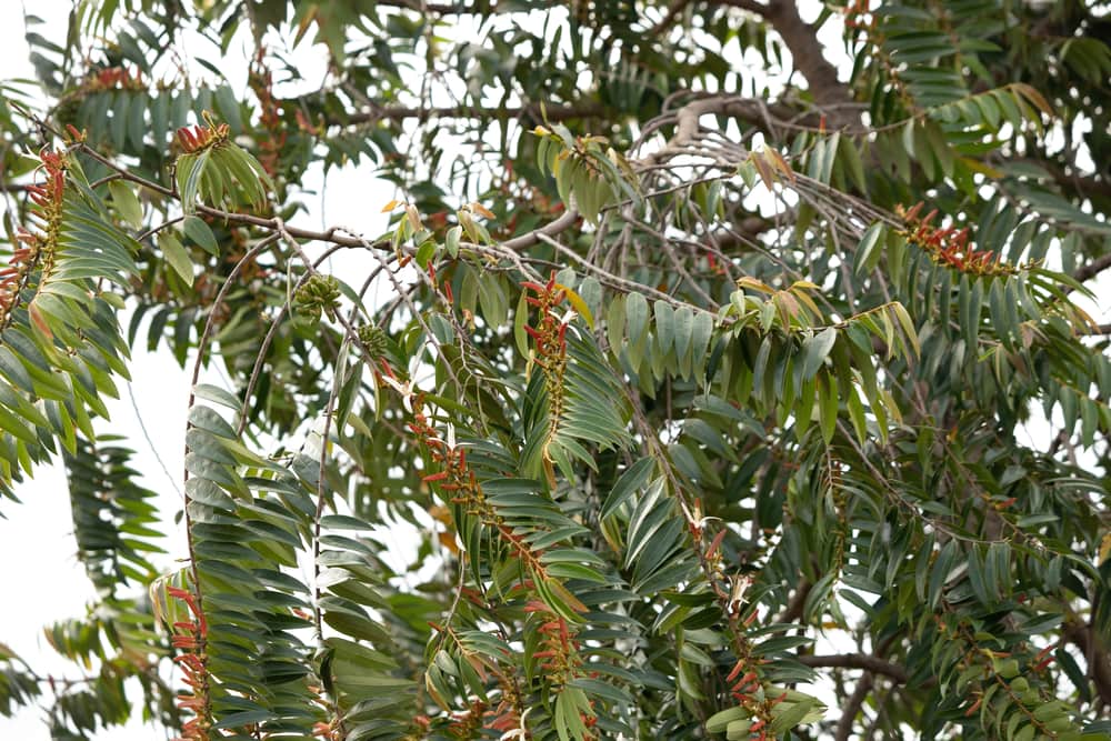 xylopia