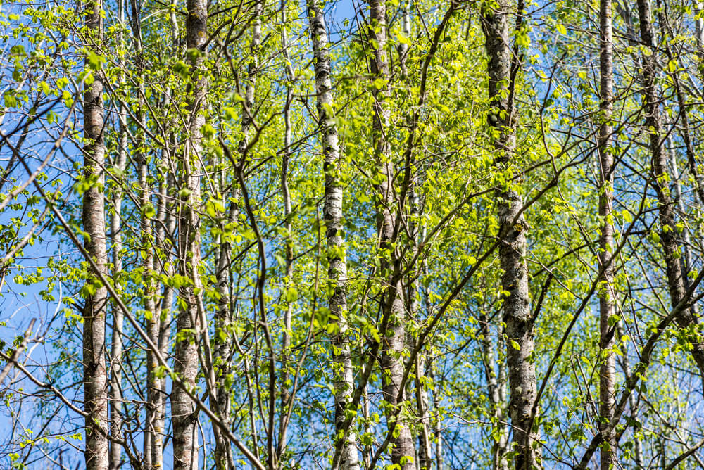 Yukon White Birch