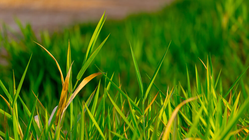 Zoysia Matrella