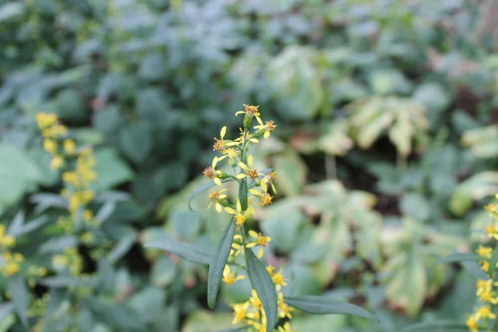 Zigzag Goldenrod