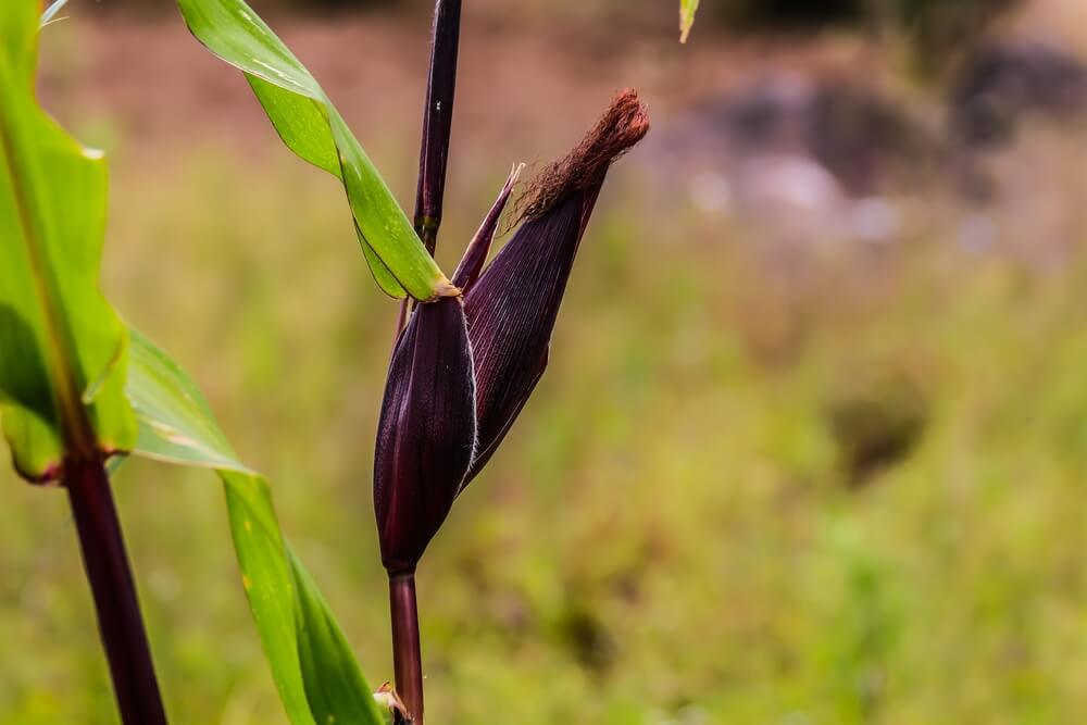 Zea Mays Amylacea