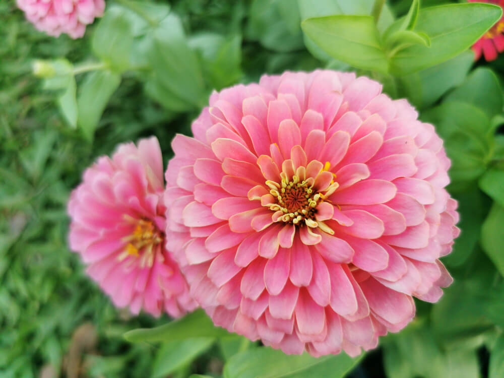 Zinnia