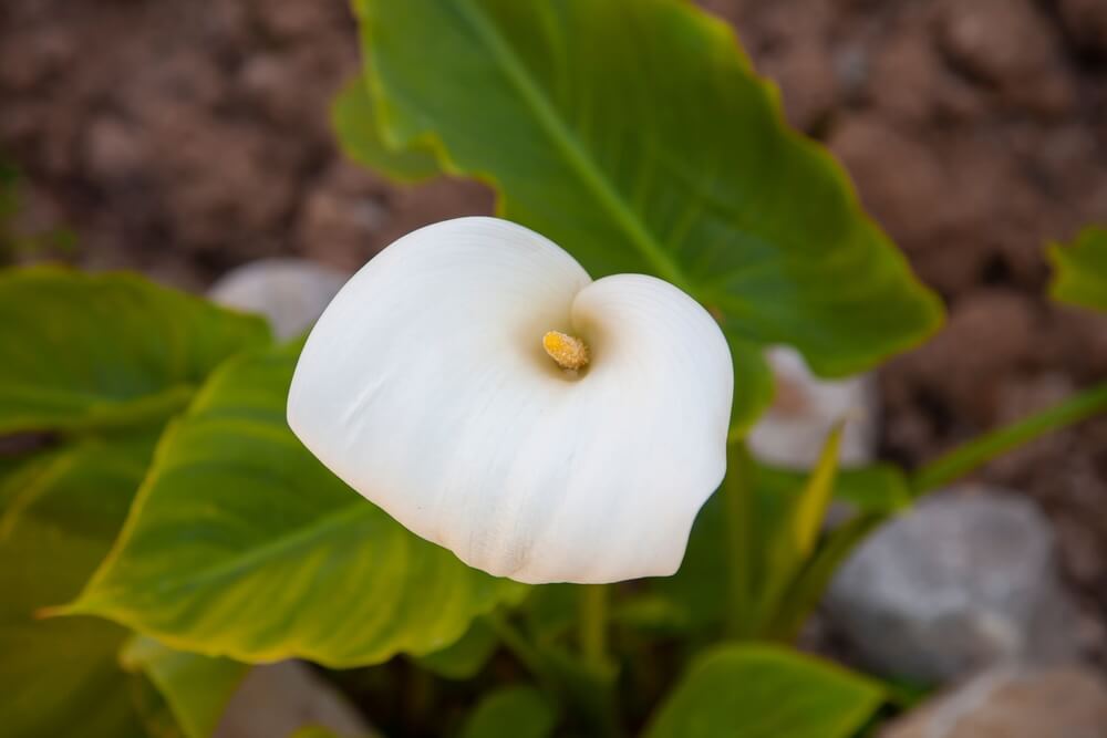 Zantedeschia Aethiopica