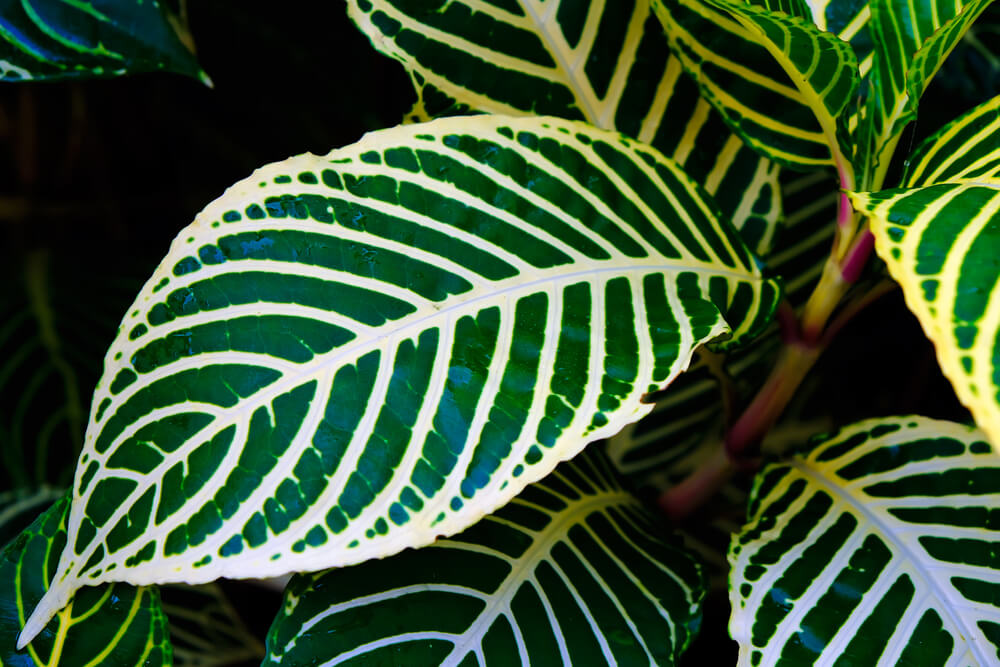 Zebra Plant