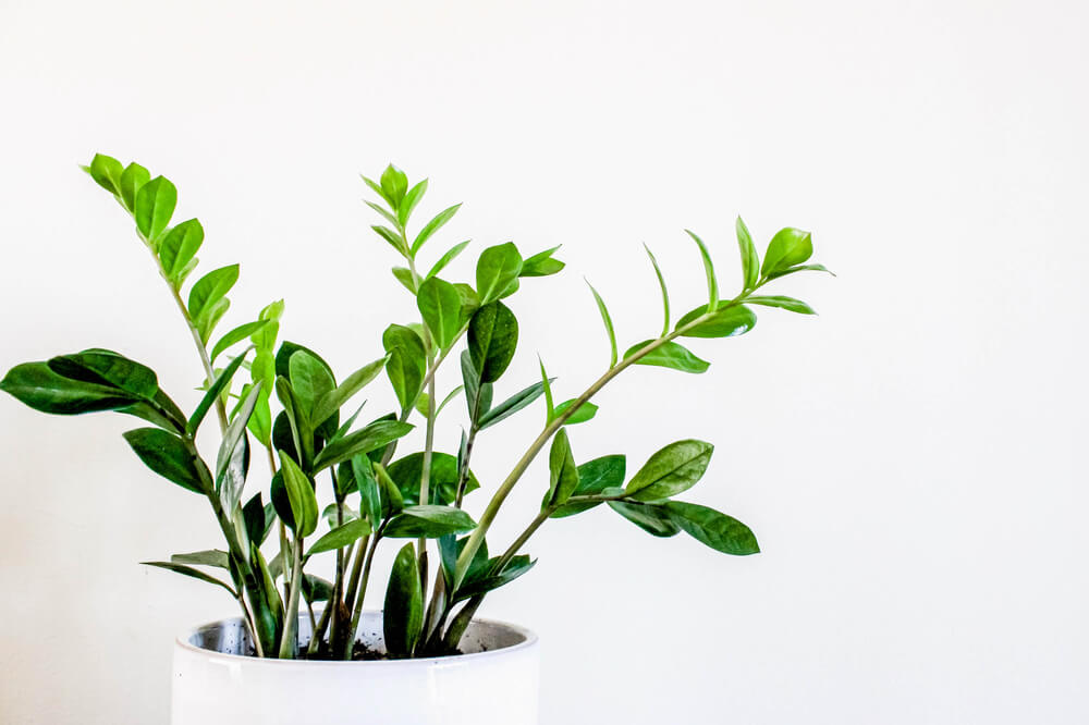 ZZ Plant