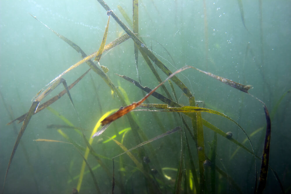 Zostera Marina