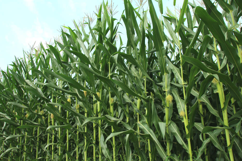 Zea Mays Indentata