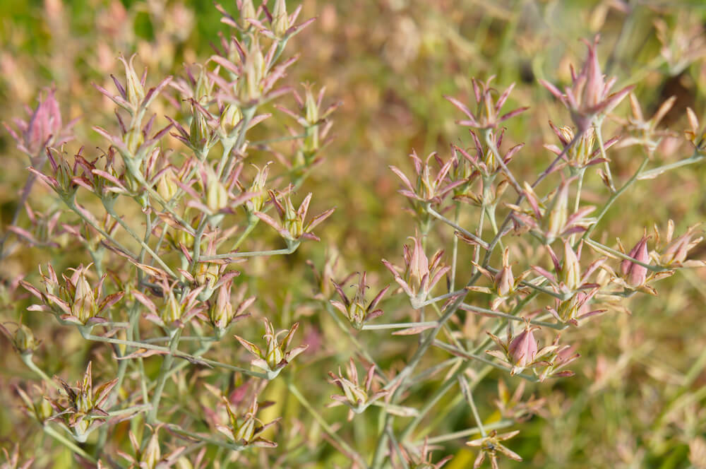 Zigadenus Elegans