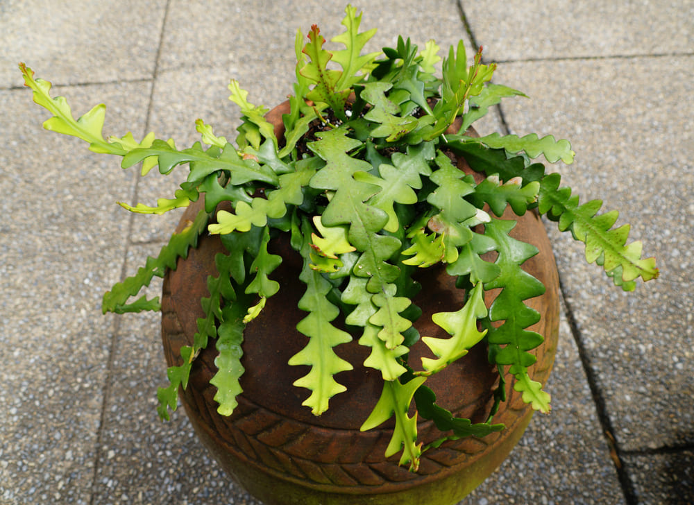 fishbone cactus