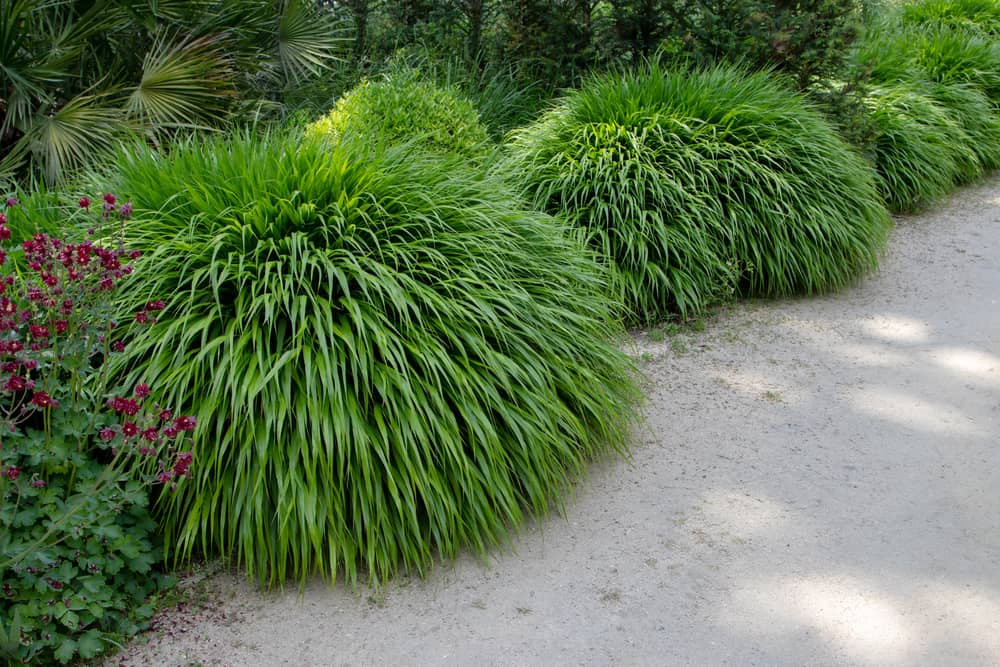 hakone grass