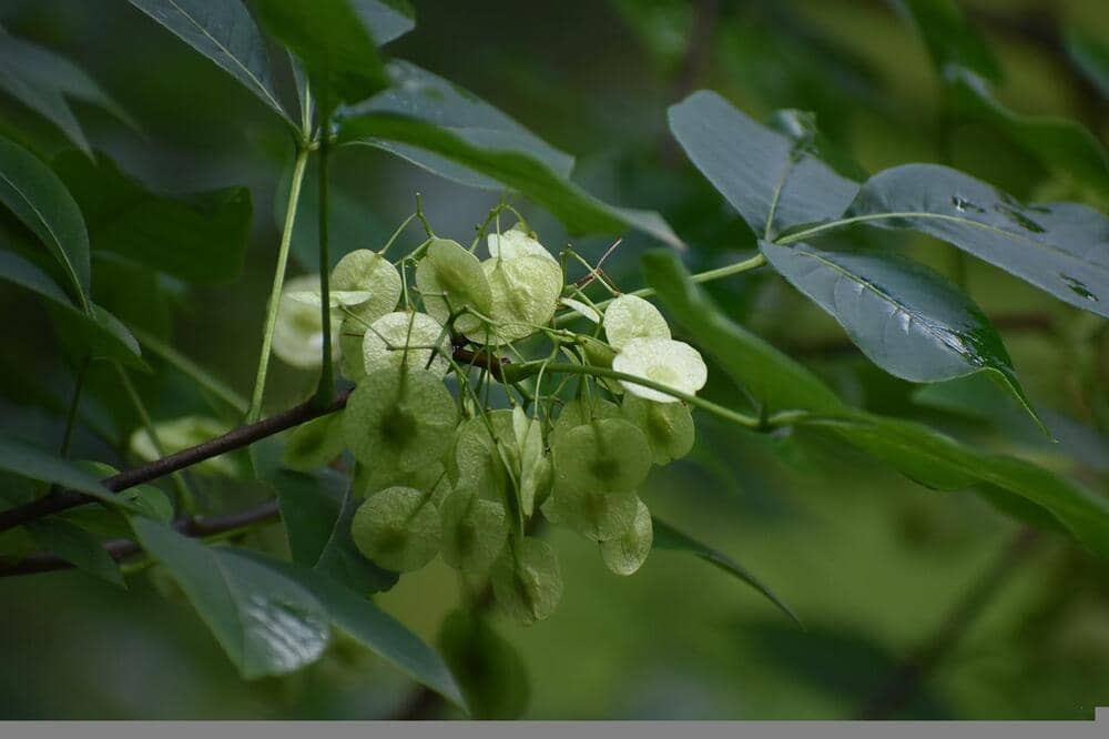 hoptree