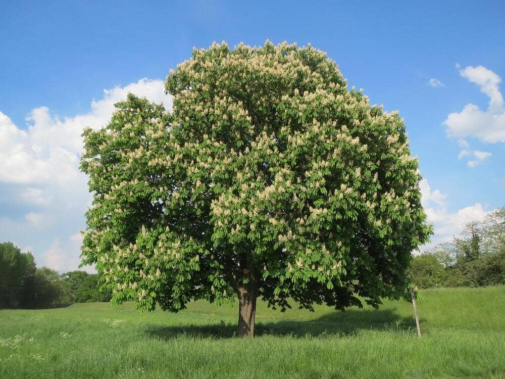 horse chestnut tree