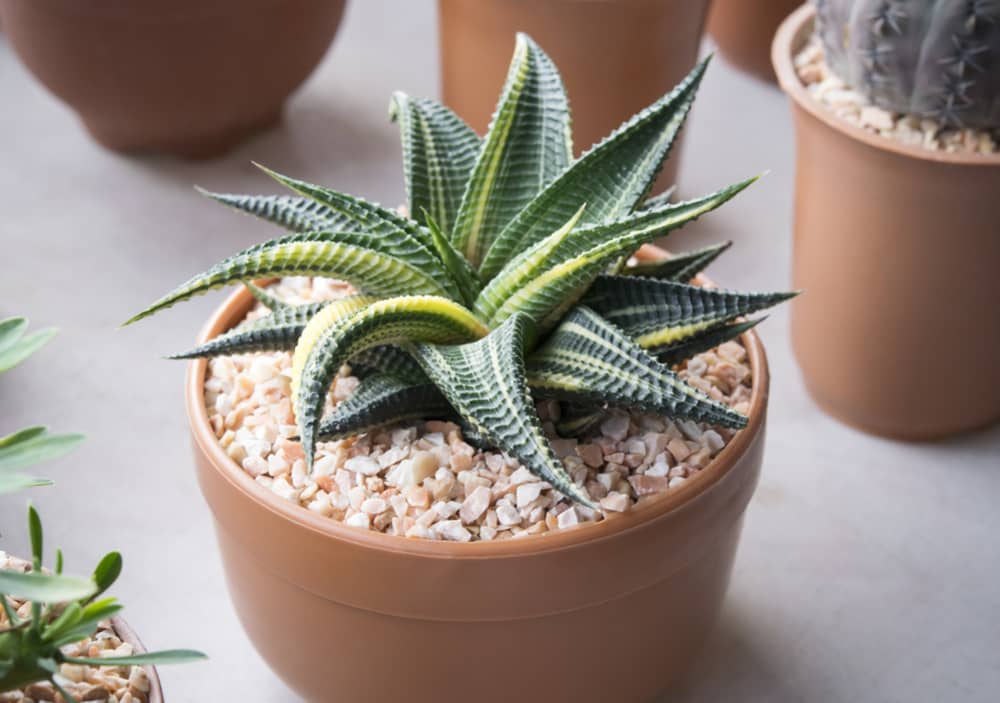 haworthia