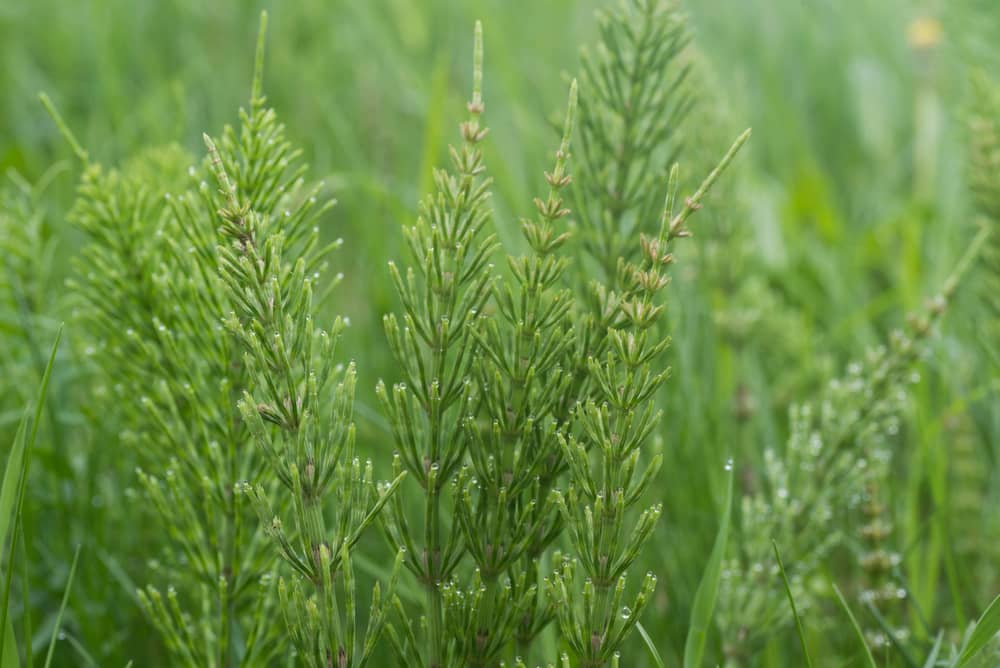 horsetail