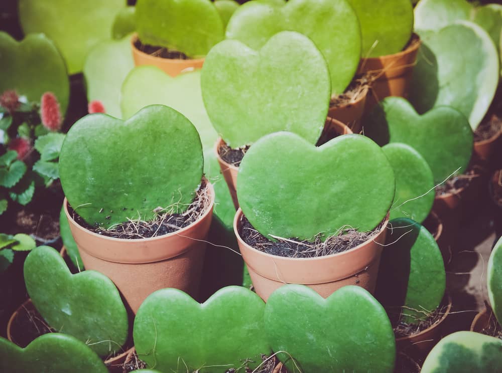 hoya kerrii