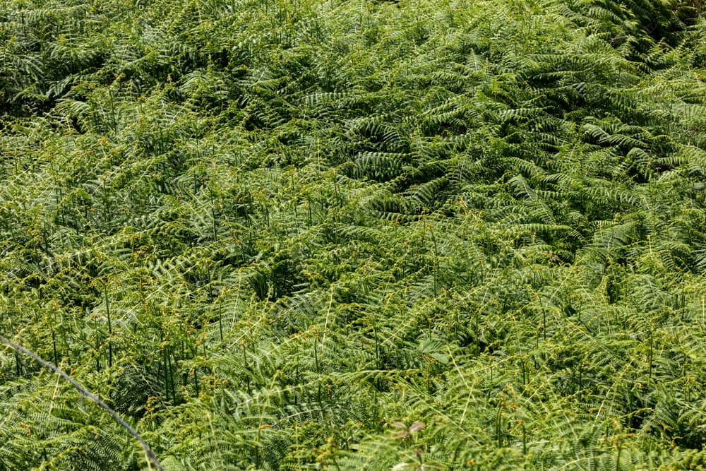hay-scented fern