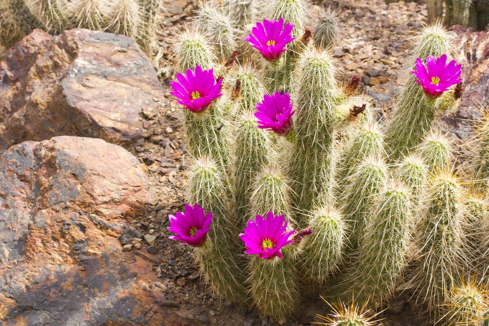 hedgehog cactus