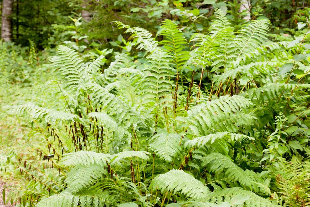 interrupted fern