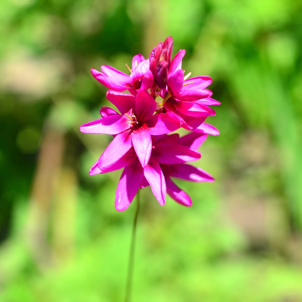 ixia