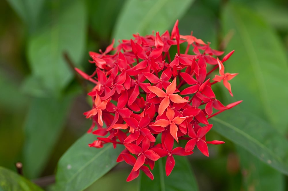 ixora shrub
