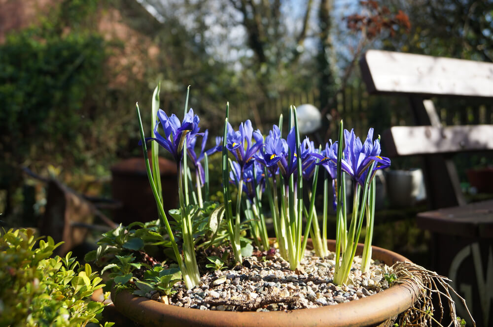 iris flowers