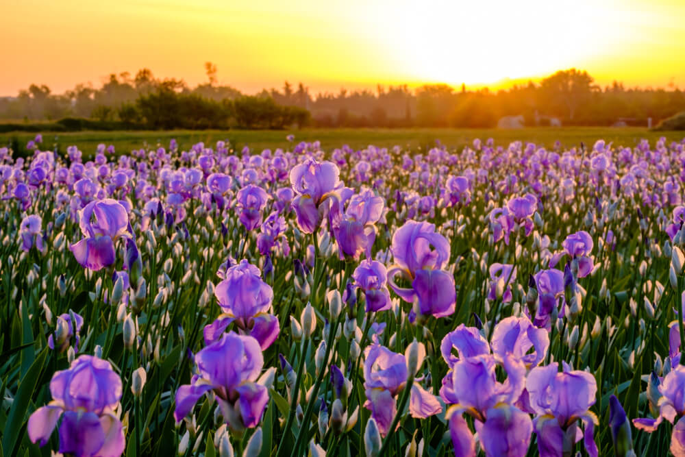 Iris field
