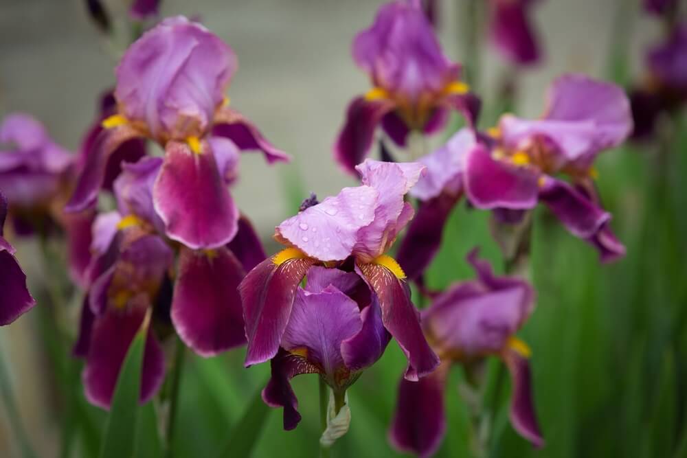 purple iris flowers