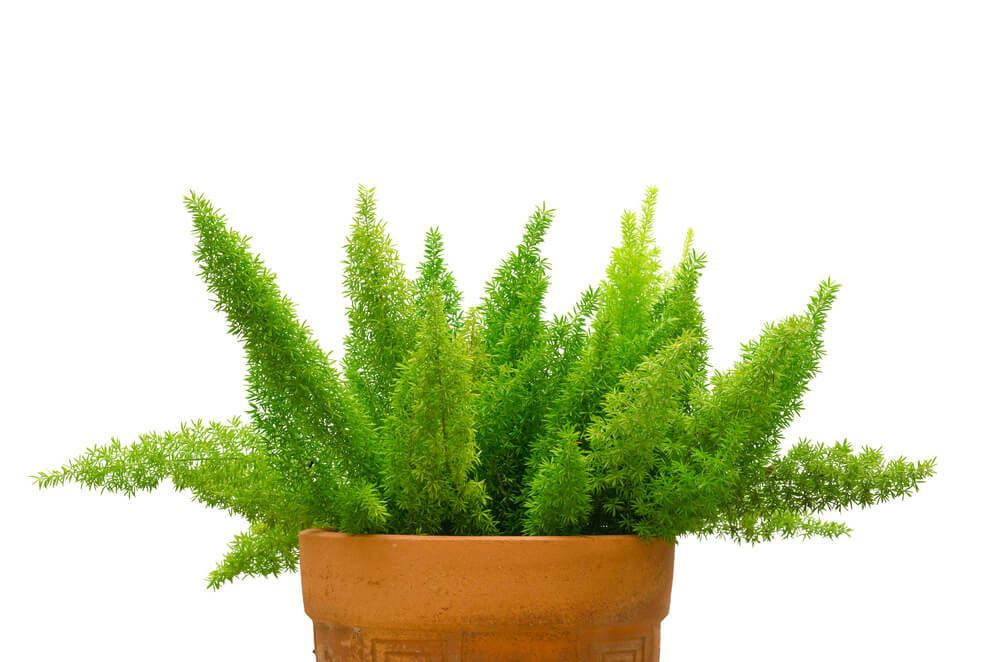 foxtail fern