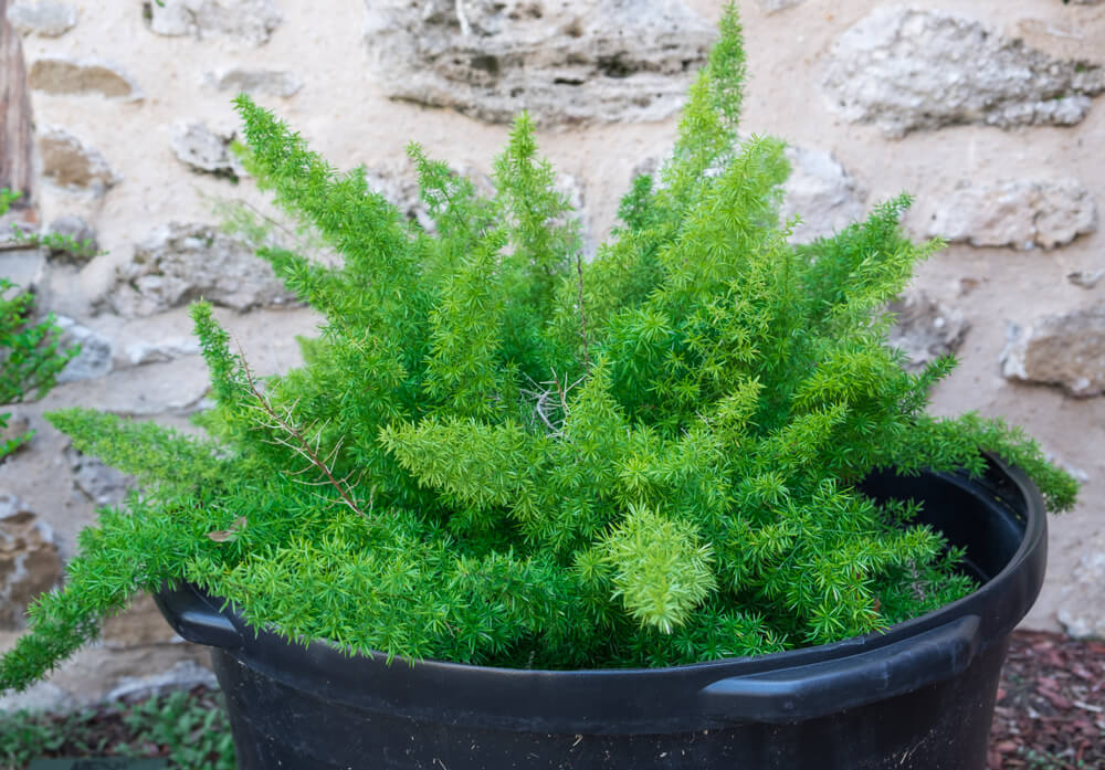 asparagus fern