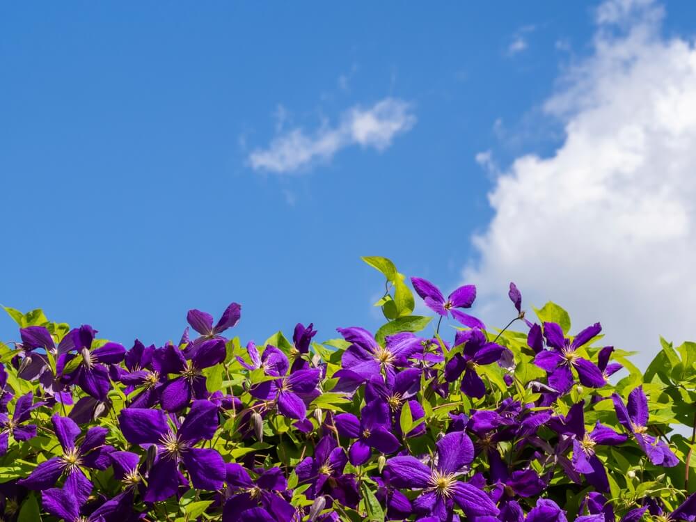 clematis