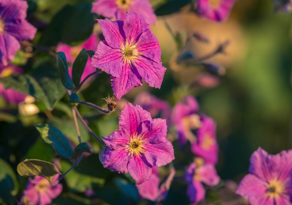 Clematis flowers