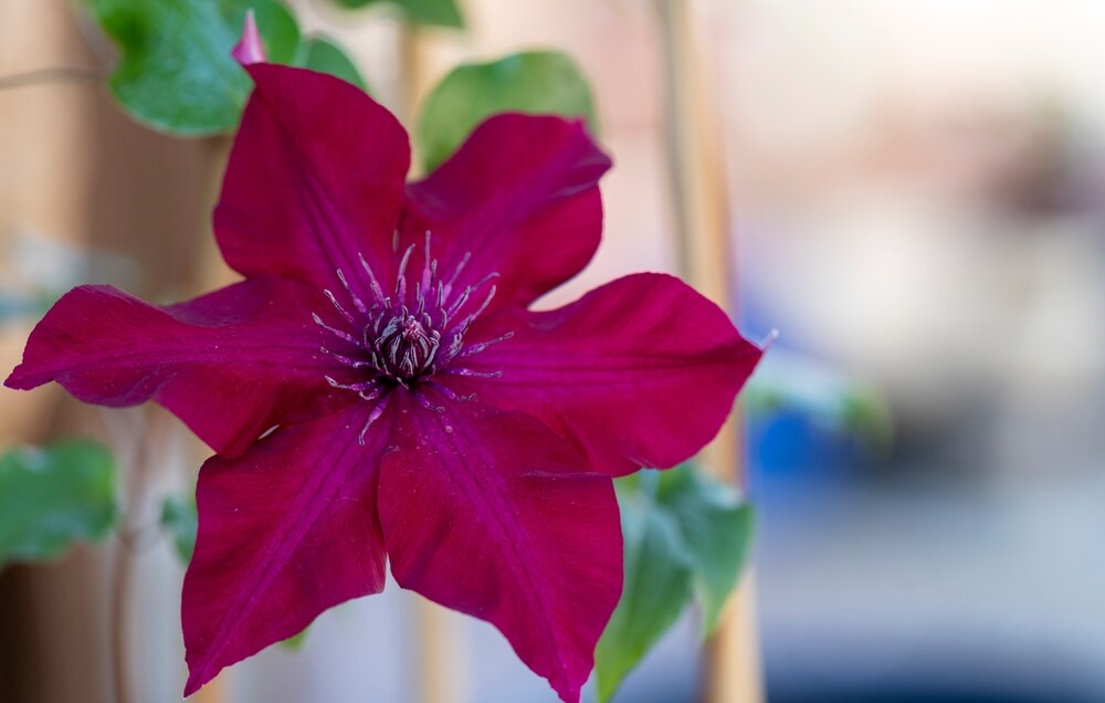 Purple flower of a clematis