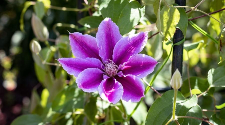 clematis leaves turning yellow