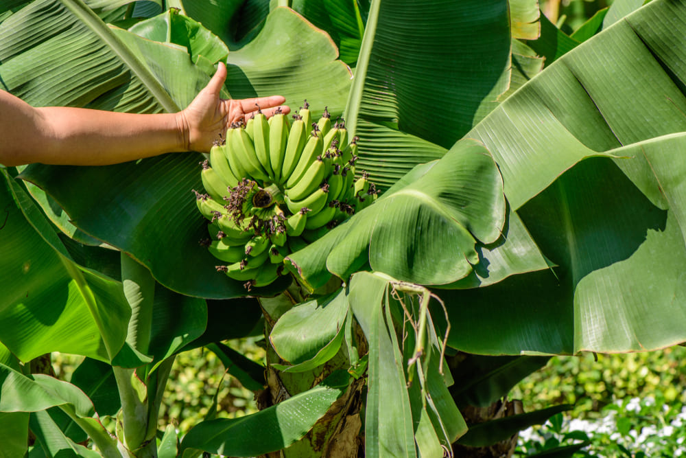Dwarf Cavendish Banana