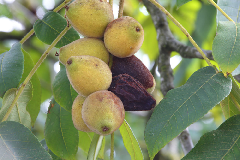Celestial Fig