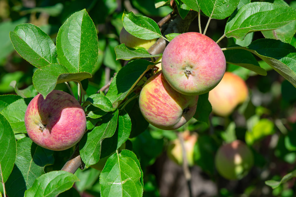 Gravenstein Apple
