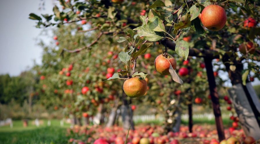 Fruit Trees for the Backyard Orchard