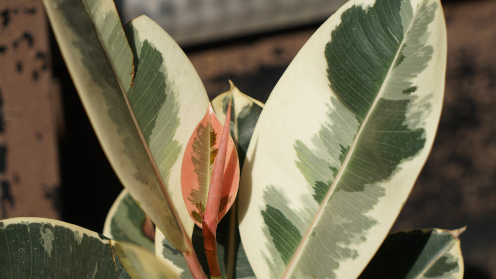 ficus elastica tineke variegata
