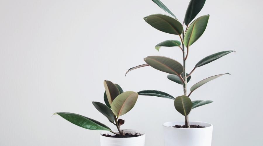 ficus tree leaves turning yellow