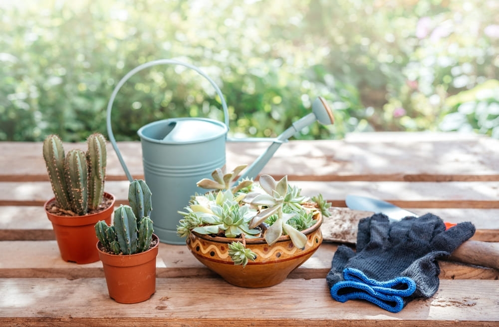Houseplant Killer