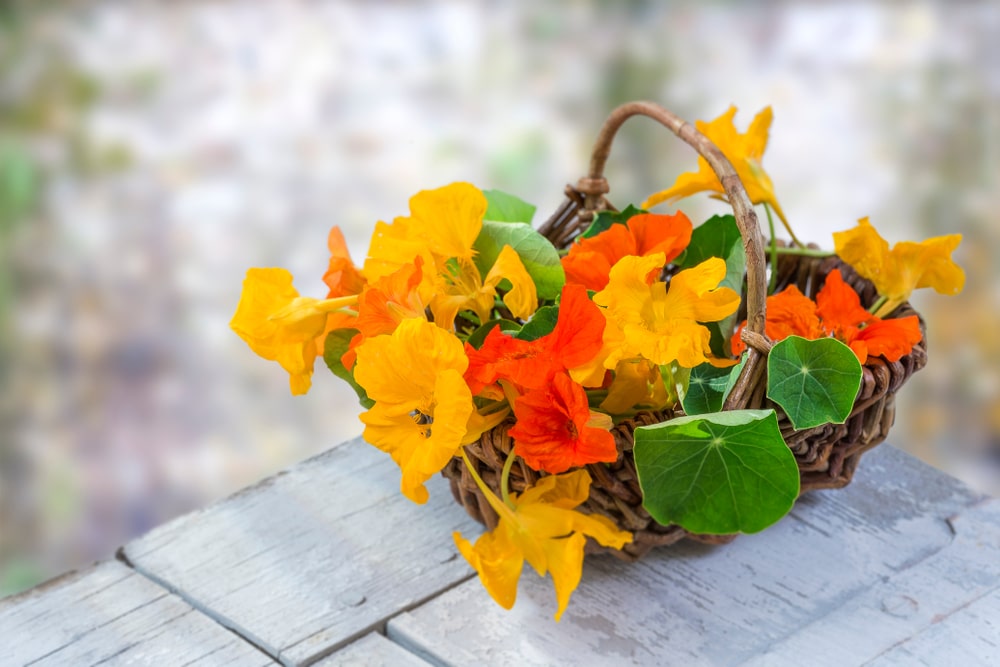 benefits of nasturtiums