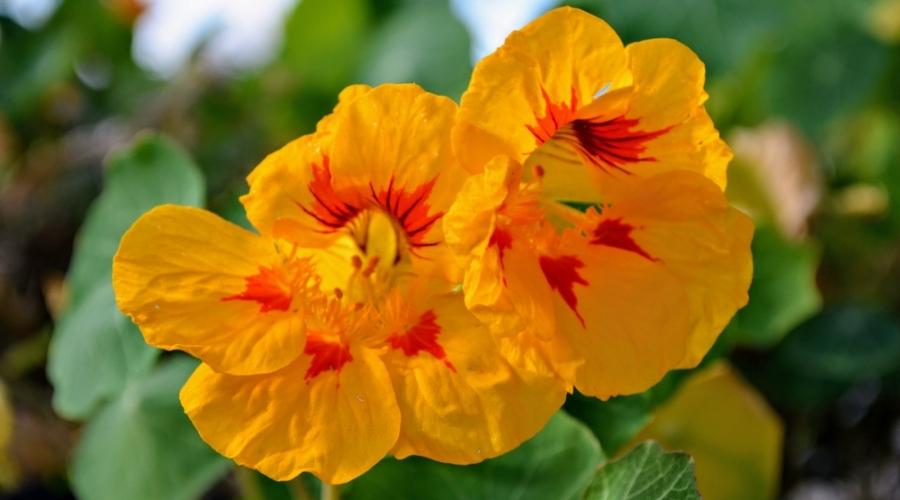 nasturtium leaves turning yellow