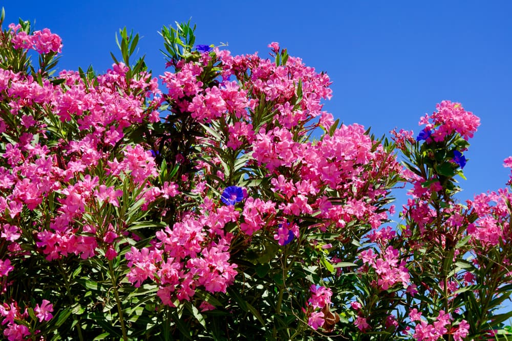 oleander